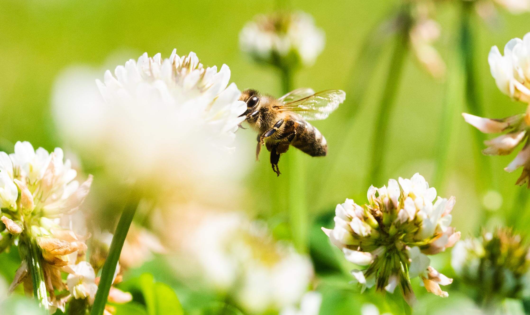 Bienenstich an der Fußsohle – Das kannst du tun